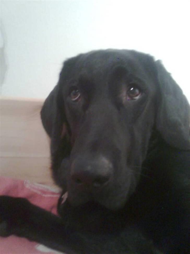 Labrador retriever blackie billede 3