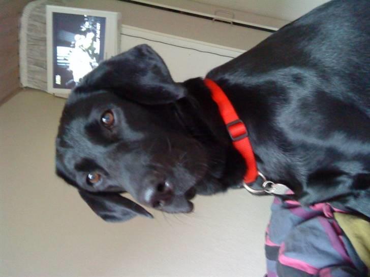 Labrador retriever blackie billede 4