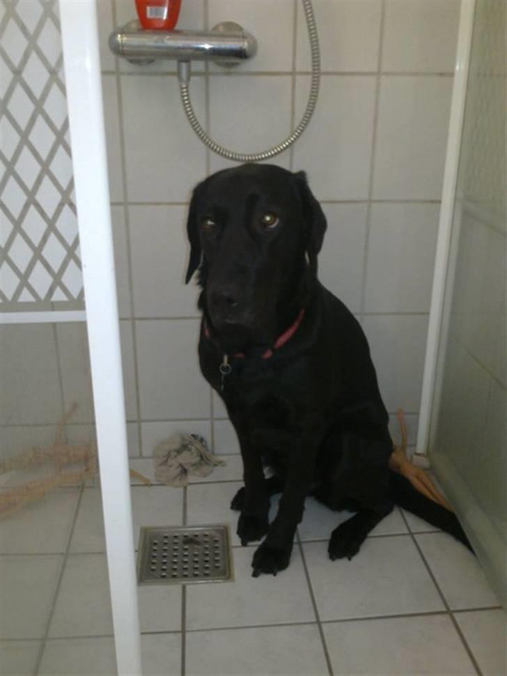 Labrador retriever blackie billede 5