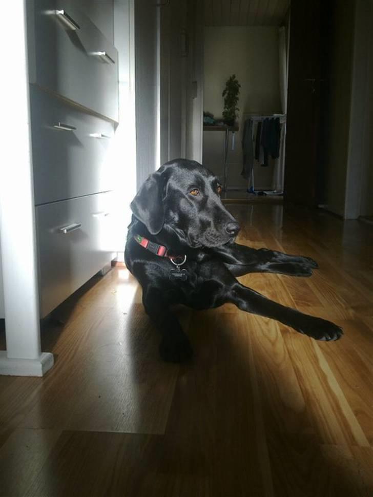 Labrador retriever blackie billede 6