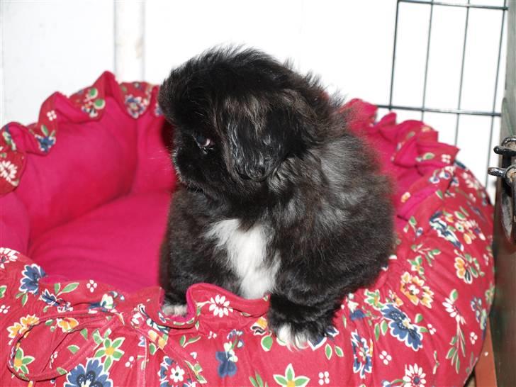 Pekingeser Cita AKA Bulldozeren - D. 31.03.11 billede 4
