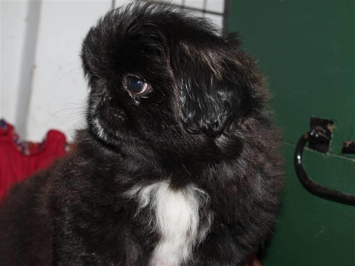 Pekingeser Cita AKA Bulldozeren - D. 31.03.11 billede 5