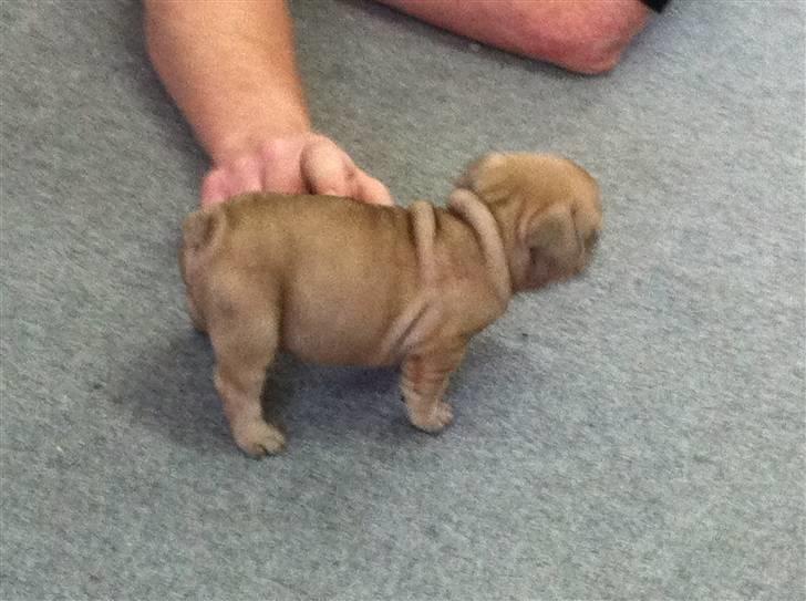 Fransk bulldog Lionel Messi By Ventura billede 8