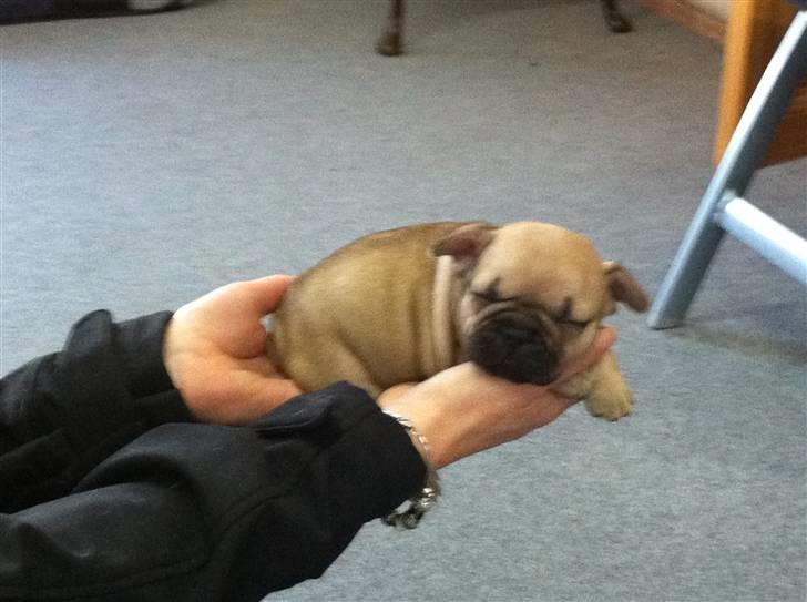 Fransk bulldog Lionel Messi By Ventura billede 9