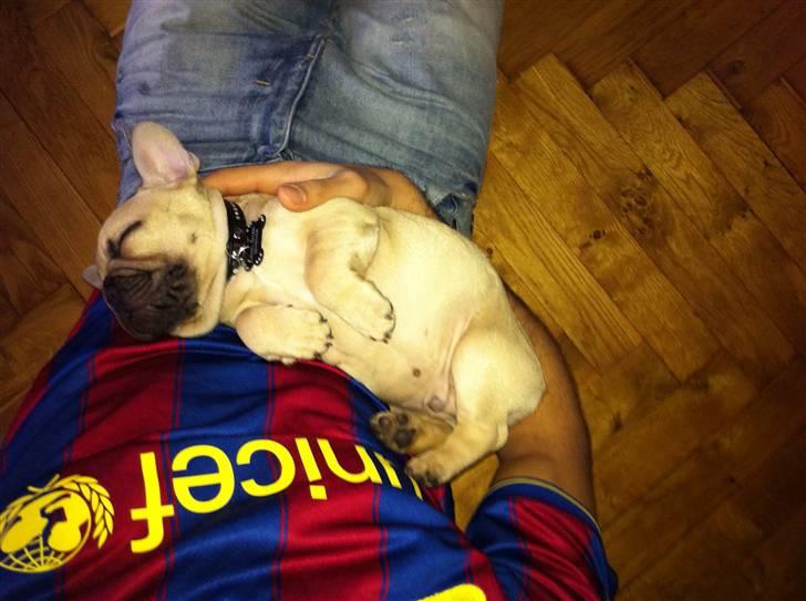 Fransk bulldog Lionel Messi By Ventura billede 10