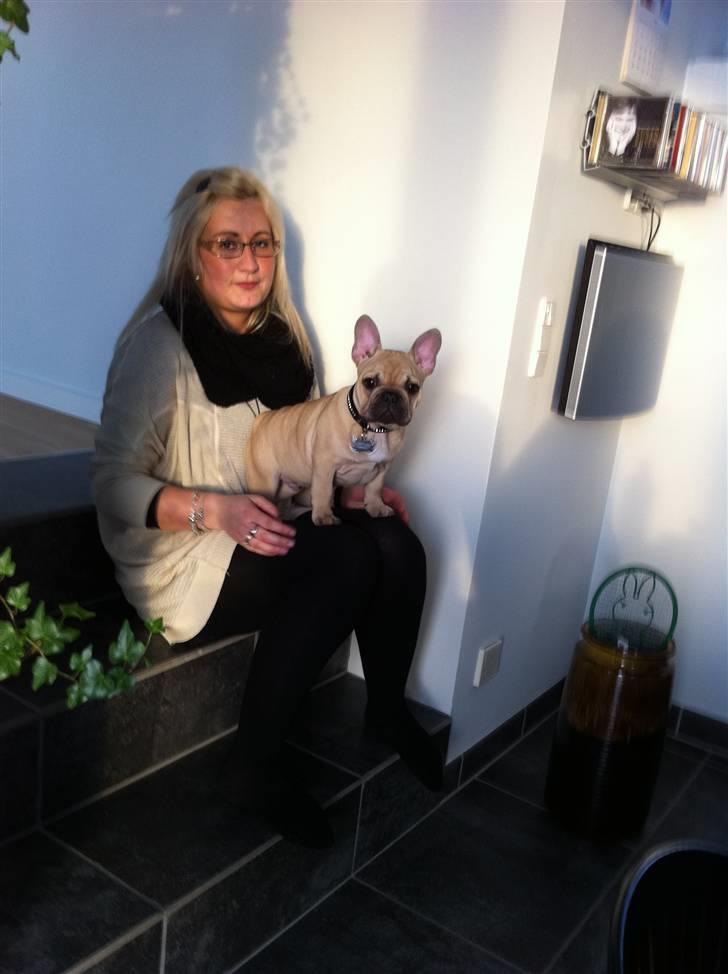 Fransk bulldog Lionel Messi By Ventura billede 13