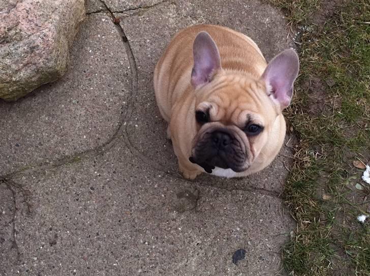 Fransk bulldog Lionel Messi By Ventura billede 14