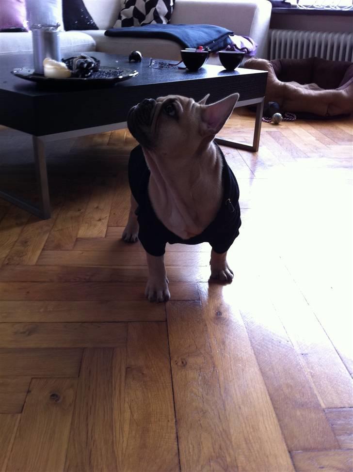 Fransk bulldog Lionel Messi By Ventura billede 15