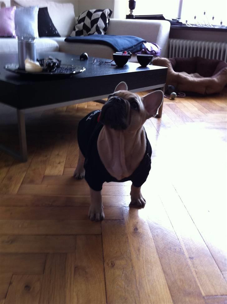 Fransk bulldog Lionel Messi By Ventura billede 16