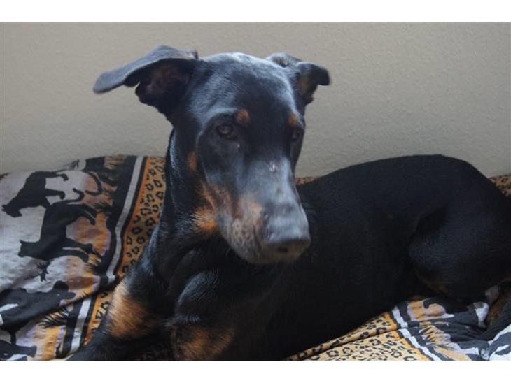 Blanding af racer Nikita R.I.P billede 1
