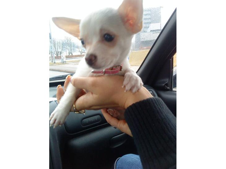 Chihuahua Ester billede 1