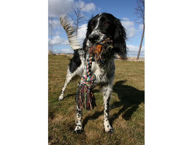 Engelsk setter Sascha billede 1