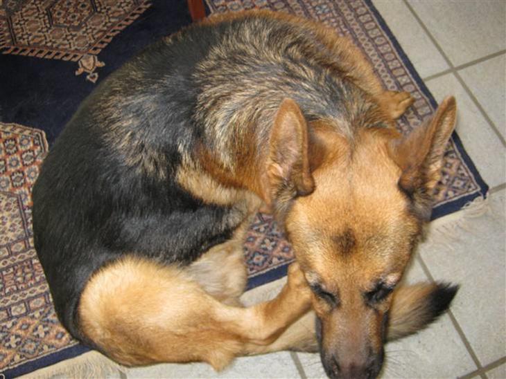 {{currentPhoto.altText}} billede {{currentPhoto.number}}