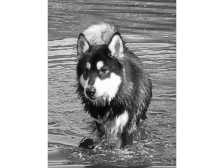 {{currentPhoto.altText}} billede {{currentPhoto.number}}