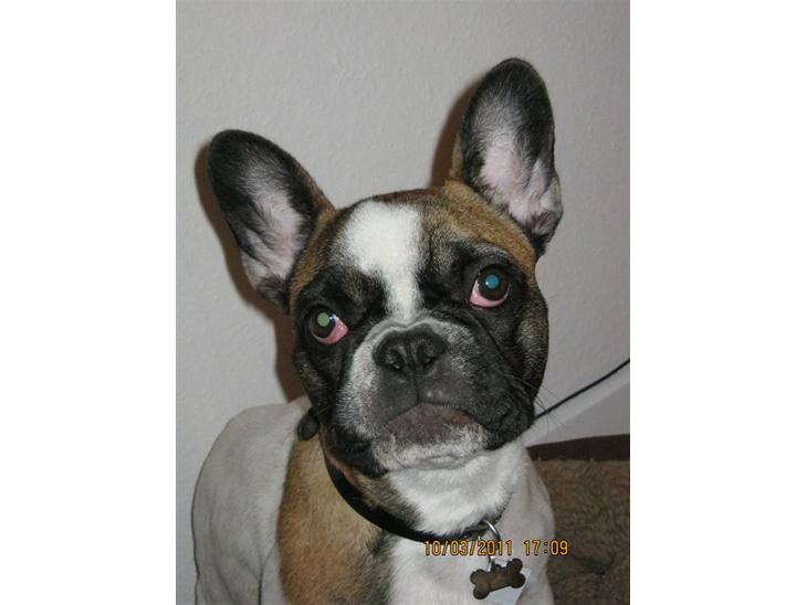 Fransk bulldog Karla (Tidligere hund) billede 1