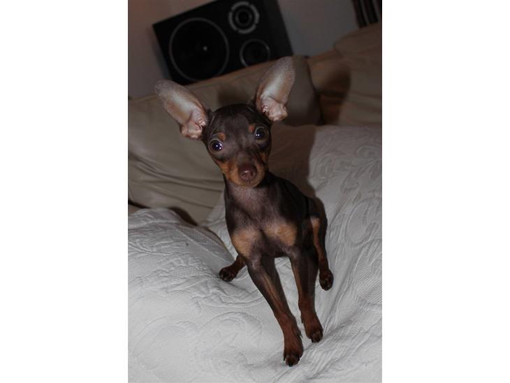 {{currentPhoto.altText}} billede {{currentPhoto.number}}