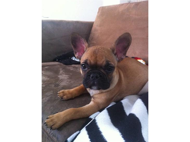 {{currentPhoto.altText}} billede {{currentPhoto.number}}