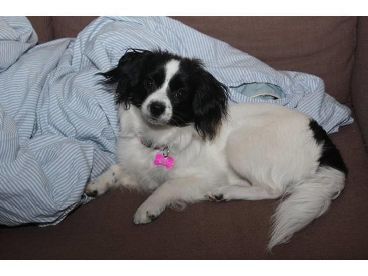 {{currentPhoto.altText}} billede {{currentPhoto.number}}