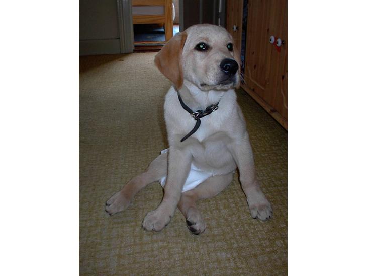 Labrador retriever Danny *Min* Tidl. Hund :( - Velkommen til Danny´s Profil :D <3 billede 1