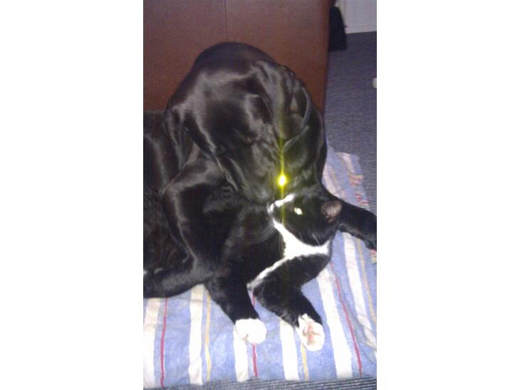 {{currentPhoto.altText}} billede {{currentPhoto.number}}