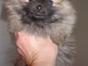 Pomeranian Mocca