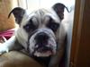 Engelsk bulldog Erna AKA Djævlen
