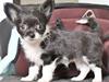 Chihuahua Frebonas Eowyn