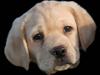 Labrador retriever Mille