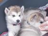 Alaskan malamute Akhasia