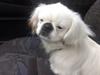 Pekingeser Scott [Tidl. hund]