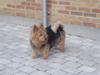 Australsk terrier Emil