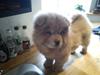 Chow chow basse