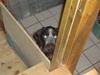 Ruhåret hønsehund Øksenhaven´s Dodo 