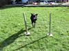 Labrador retriever Kiwi (F1)