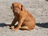 Dogue de bordeaux Mini-me