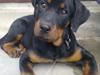 Rottweiler Ziggi