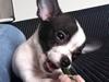 Chihuahua Chanel