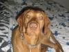 Ruhåret vizsla Bitzhu -  [Tidl. hund]