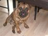 Olde victorian bulldogge Holger