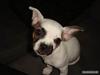 Blanding af racer Fiona ( Fransk Bulldog - Chihauhau) Bullhauhau.