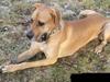Grand danois zeus [ Himmelhund]