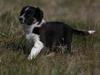 Border collie Pepper