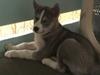Siberian husky Emma