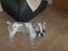 Fransk bulldog thor