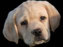 Labrador retriever Mille