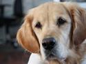 Golden retriever Bella