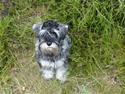 Dvaergschnauzer Vanilla Fudge