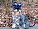Dvaergschnauzer Queen of Hearts