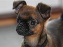 Griffon petit brabancon Iza