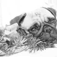Mops Thilde